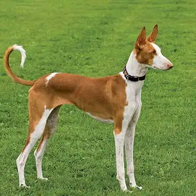 Ibizan Hound dog breed.