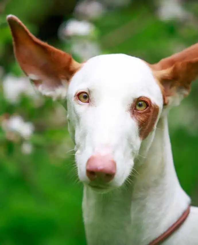 Breed Origin
