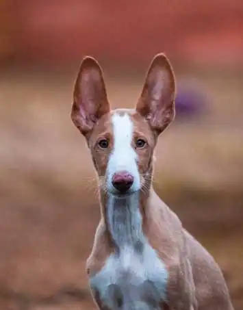 Breed Appearance
