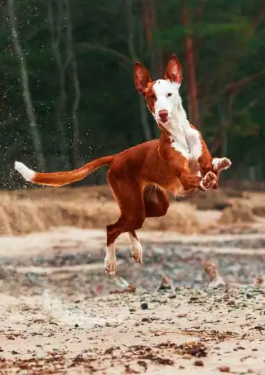 Behavior & Temperament