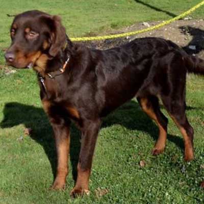 Irish Dobe Setter