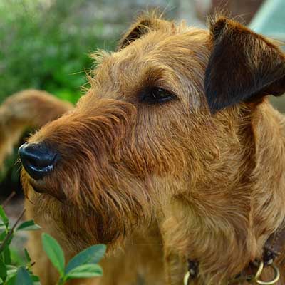Terrier Irlandés