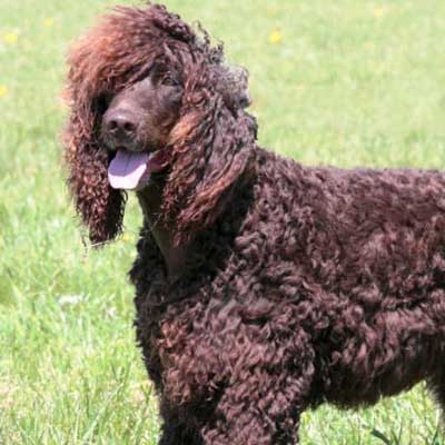 Irish Water Spaniel