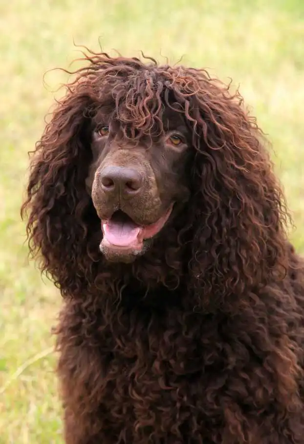 Breed Origin