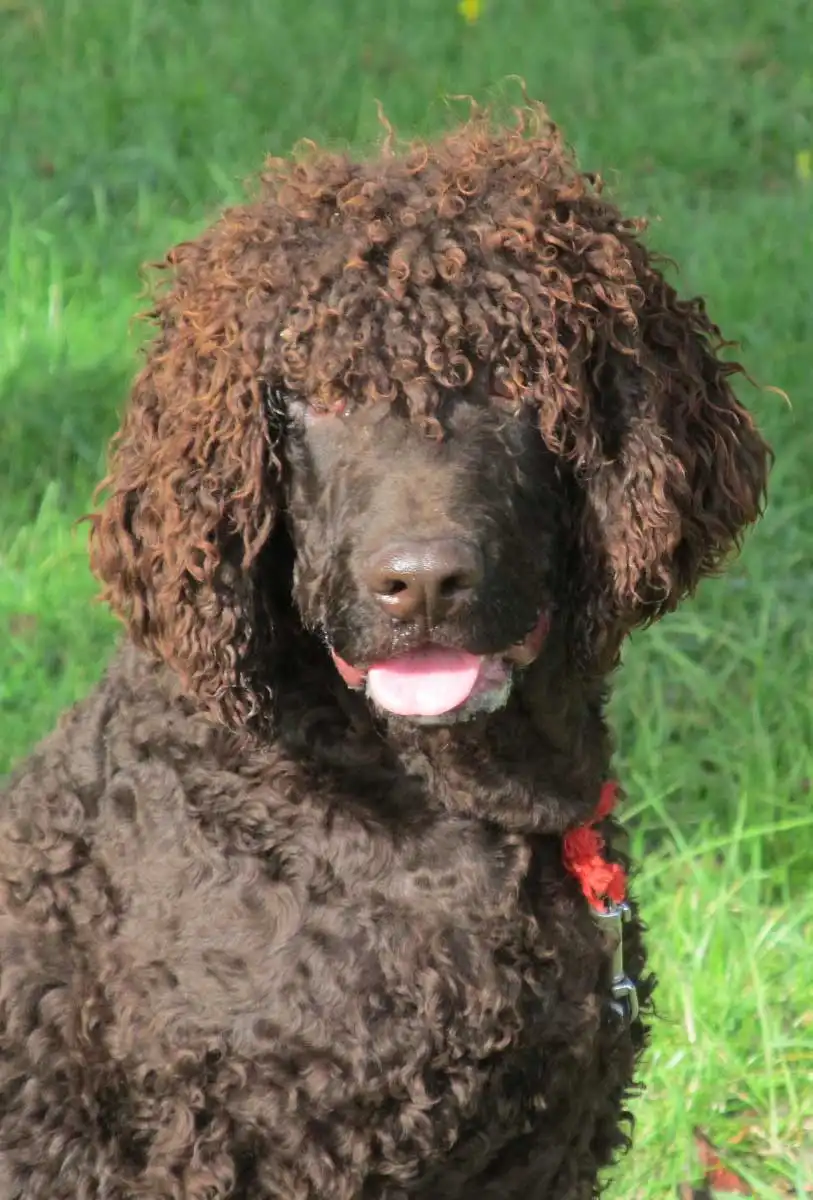 Breed Appearance