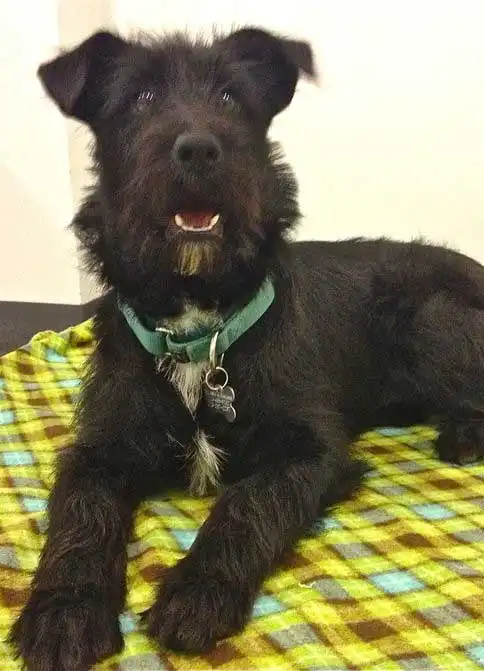 Origine & Storia del Irish Wolf Schnauzer