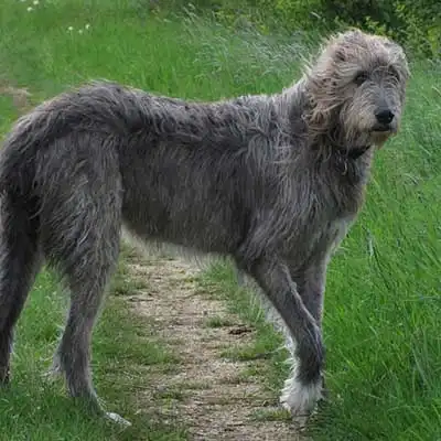 Irish Wolfhound dog breed.