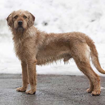Istrian Coarse-Haired Hound