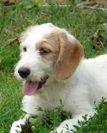 Breed Origin