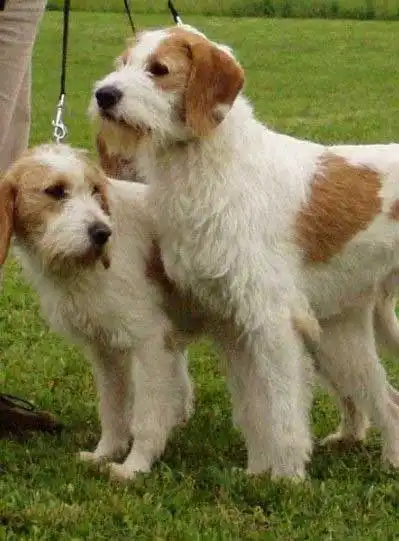 Breed Appearance