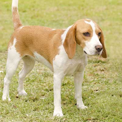 Sabueso de Istria de Pelo Corto