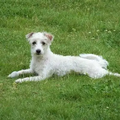 Italian-Bichon dog breed.