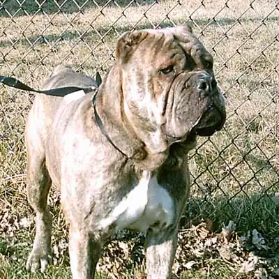 Italian Bulldogge dog breed.