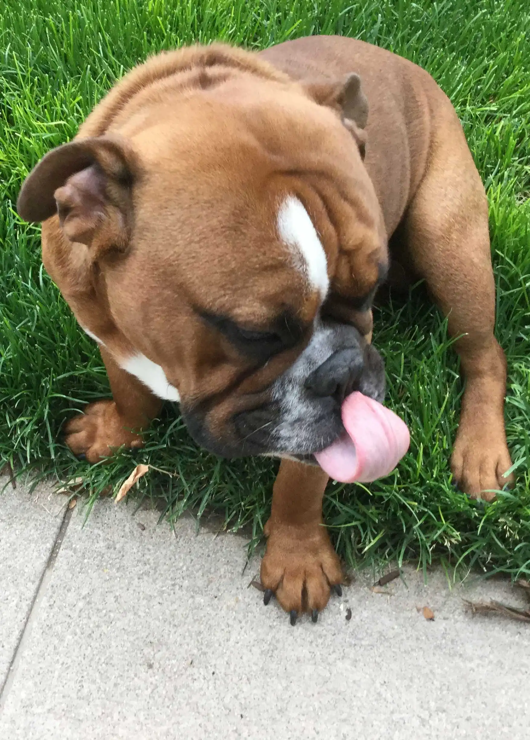 Breed Origin