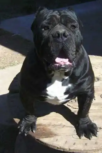 Breed Appearance