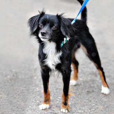Italian Cavalier Greyhound