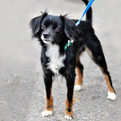 Italian Cavalier Greyhound  dog breed.