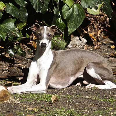 Italian Greyhound