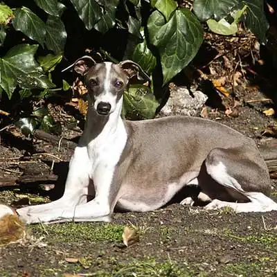Italian Greyhound dog breed.