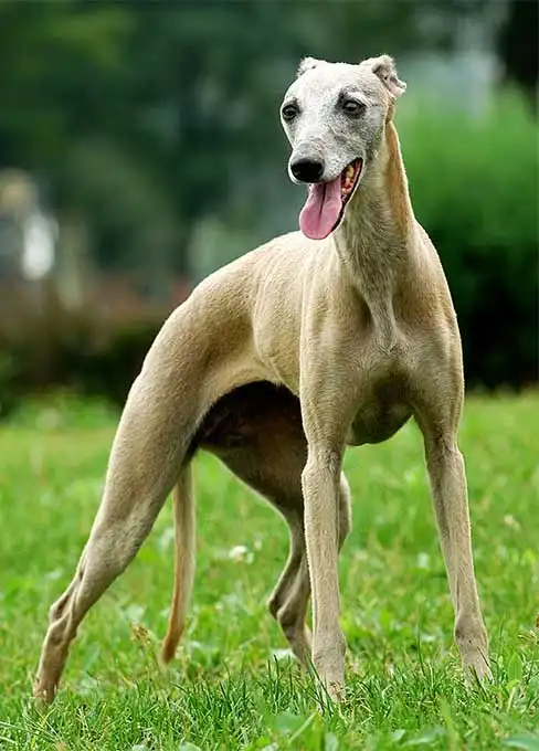 Breed Origin