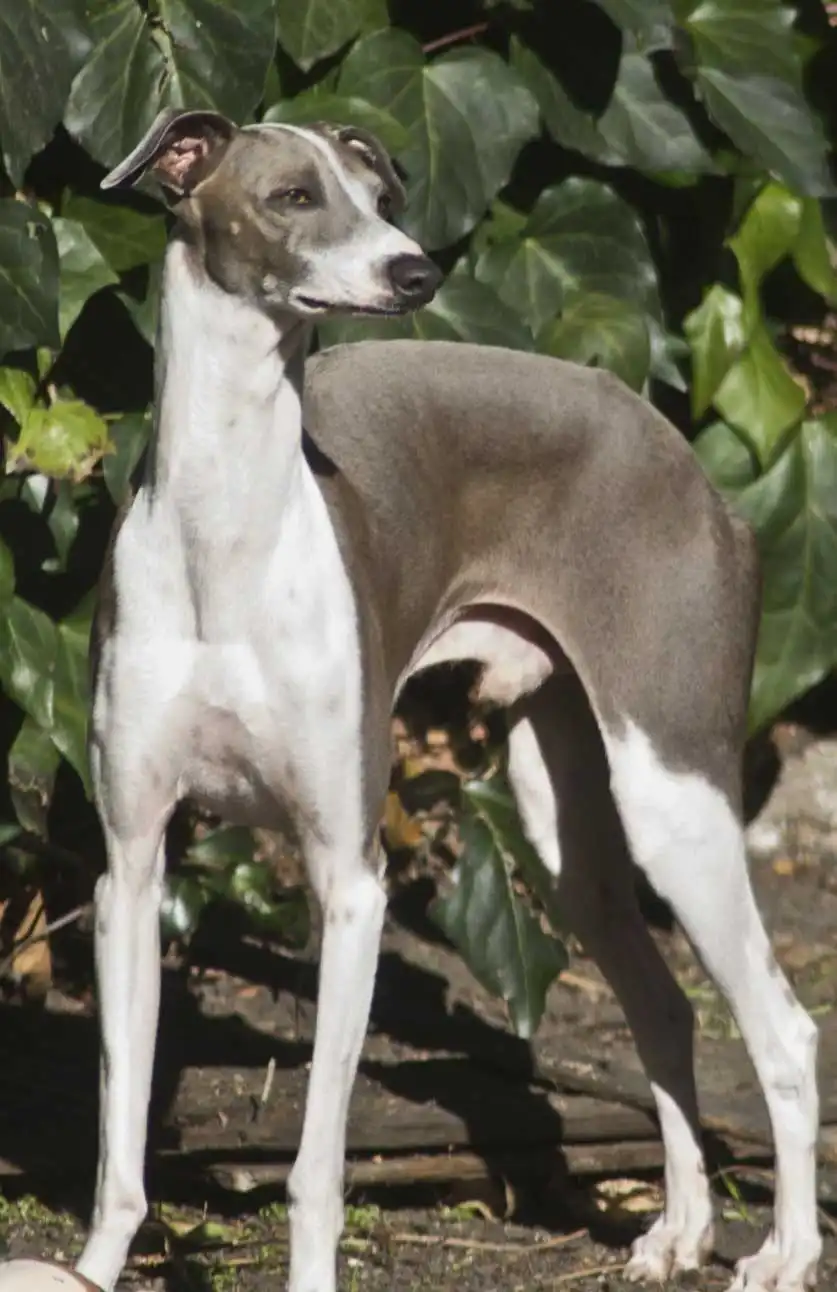 Breed Appearance