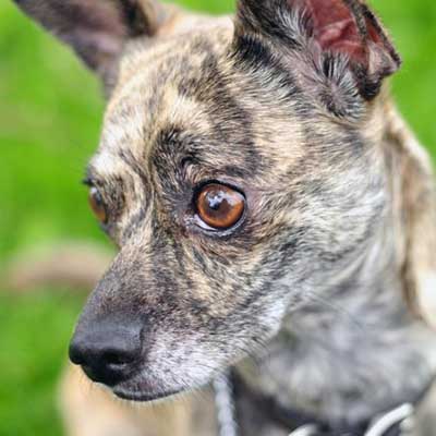 Italian Greyhuahua