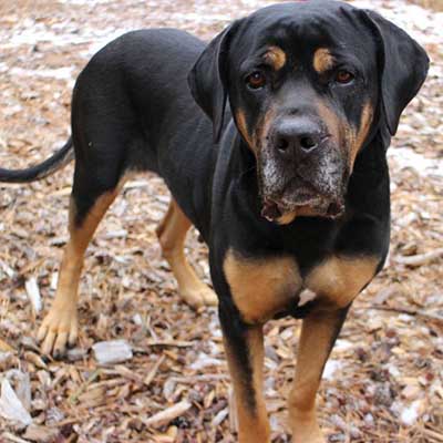 Italian Mastweiler