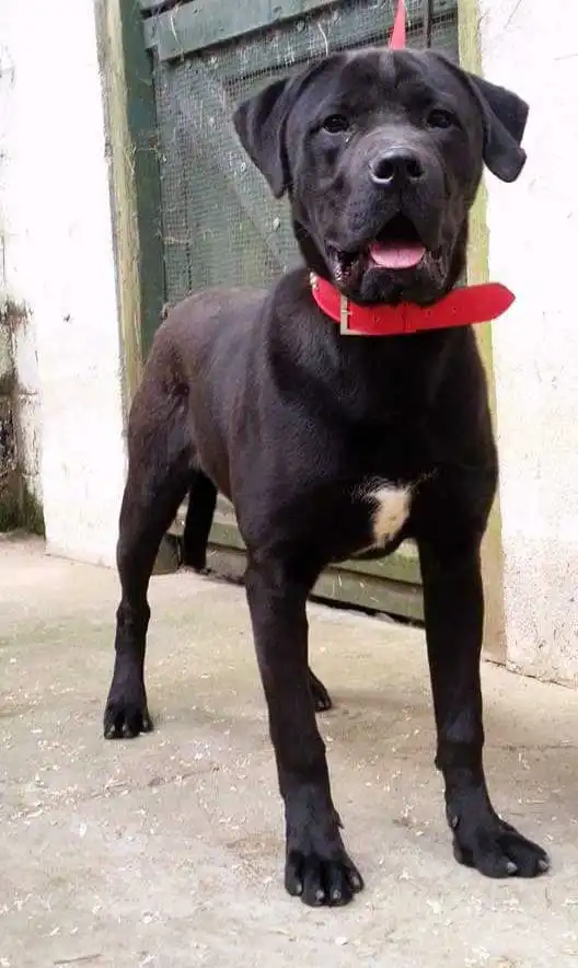 Apparence du Italian Mastweiler