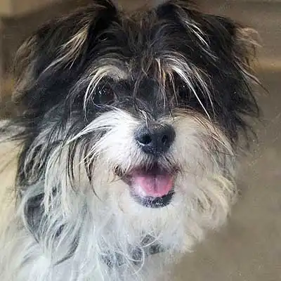 Italian Tzu dog breed.
