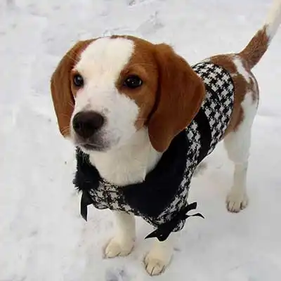 Jack-A-Bee dog breed.