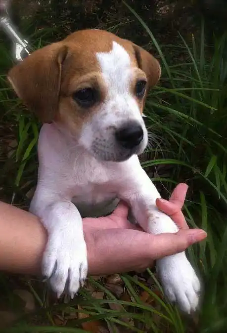 Breed Appearance