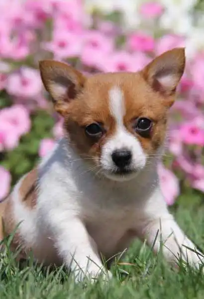 Aspetto del Jack-A-Ranian