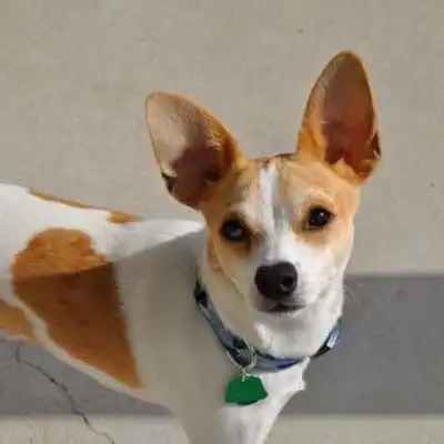 Jack Chi dog breed.