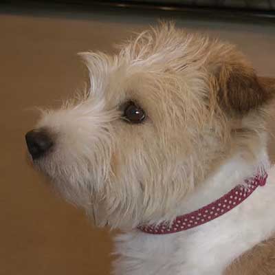 Jack Highland Terrier