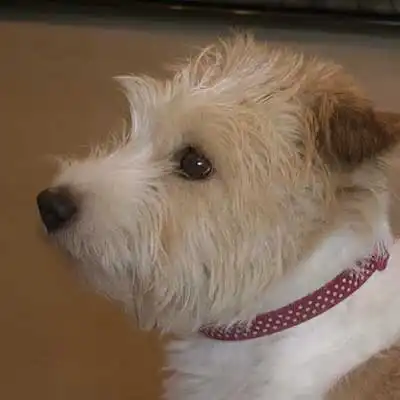 Jack Highland Terrier dog breed.
