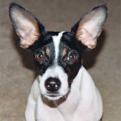 Jack-Rat Terrier