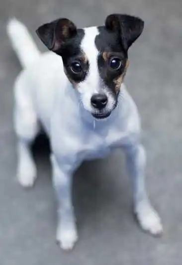 Breed Origin