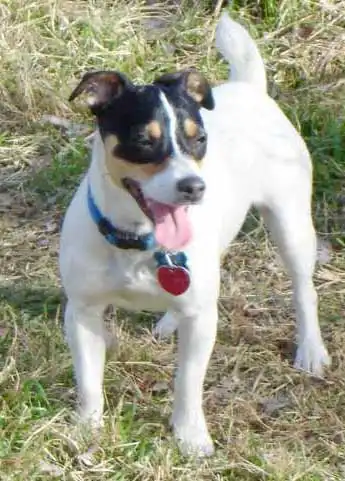 Breed Appearance