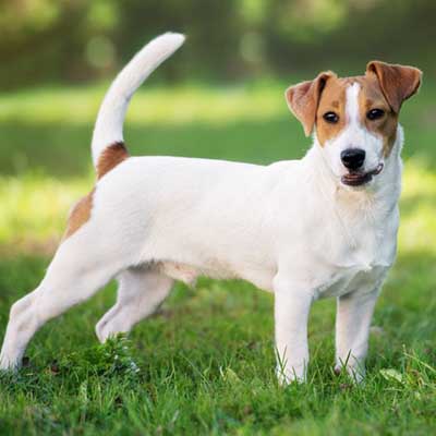 Jack Russell Terrier