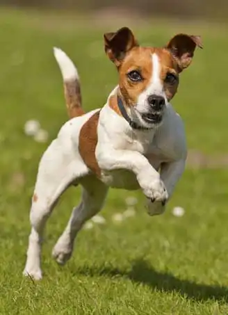 Breed Appearance