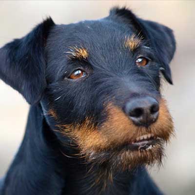 Jagdterrier
