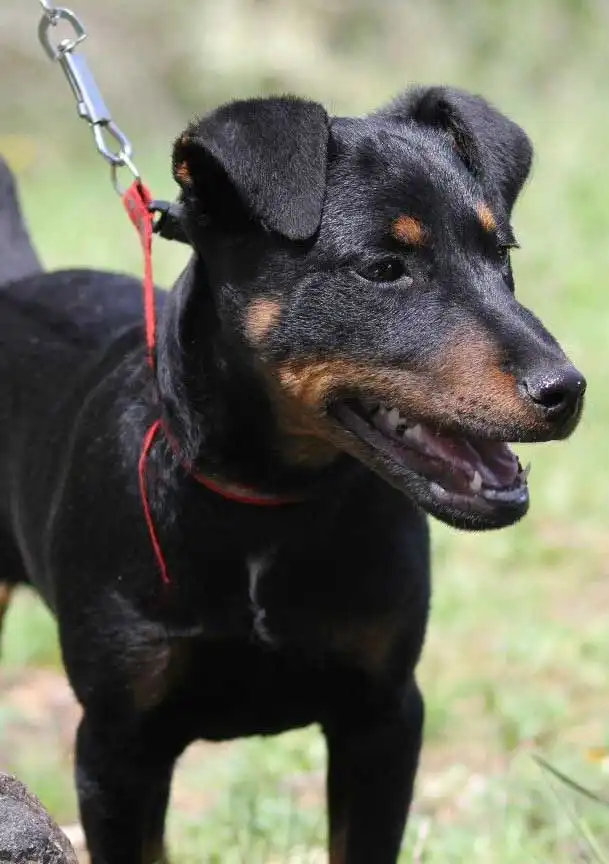 Origine & Storia del Jagdterrier