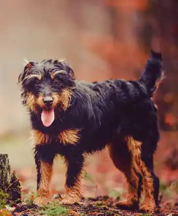 Aspetto del Jagdterrier
