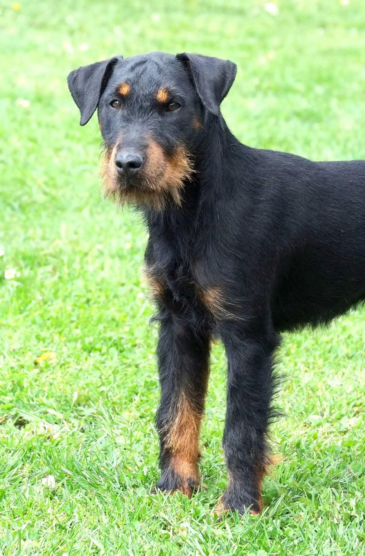 Carattere & Temperamento del Jagdterrier