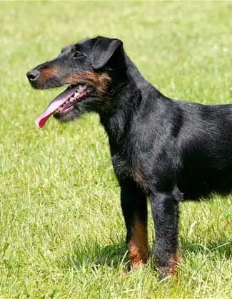 Esercizio & Attività del Jagdterrier