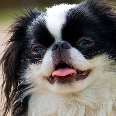 Japanese Chin