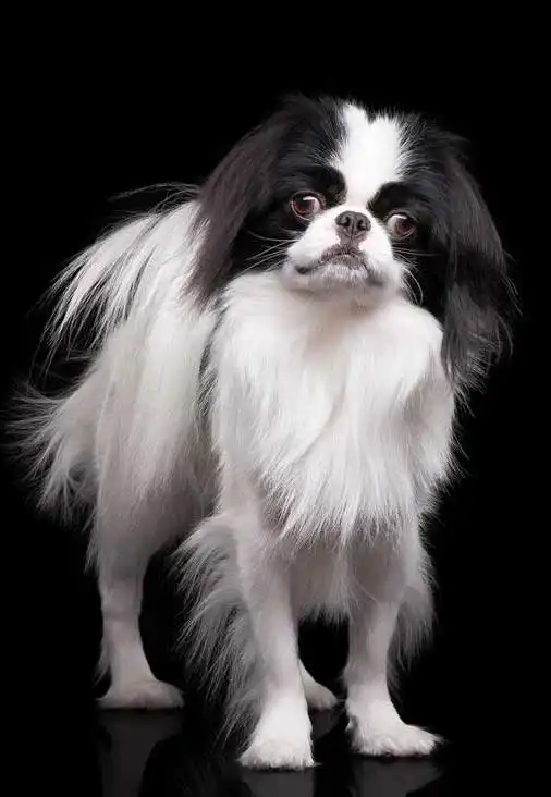 Breed Origin