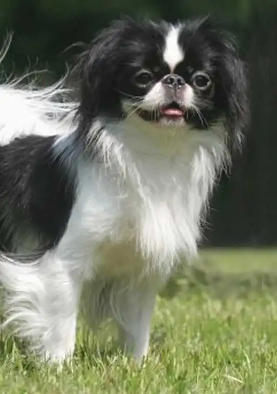Breed Appearance