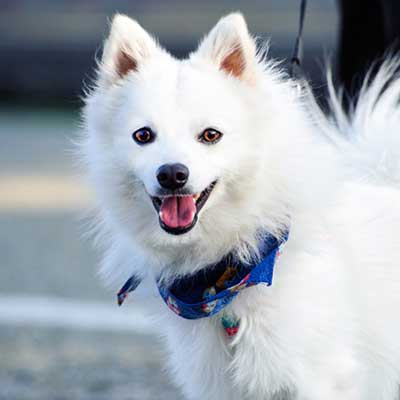 Japanese Spitz