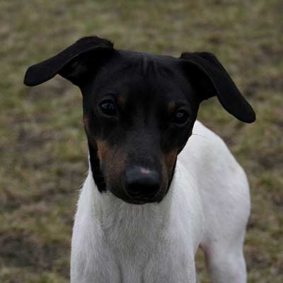 Japanese Terrier